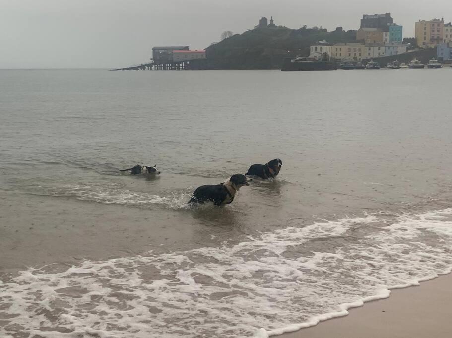 2 Bed Flat With Parking, Pet * Tenby